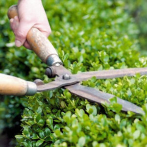 Trimming Hedges: Tips for Novice Gardeners