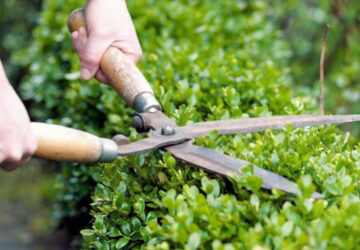 Trimming Hedges: Tips for Novice Gardeners