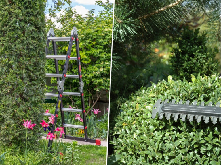 Trimming Hedges with Confidence 10 Keys Tips for Novice Gardeners