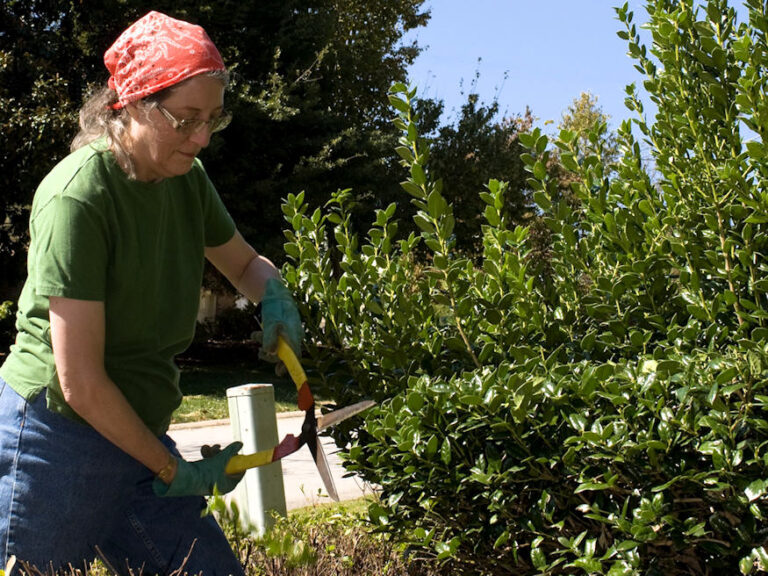 Trimming Hedges with Confidence 10 Keys Tips for Novice Gardeners Garden Guide