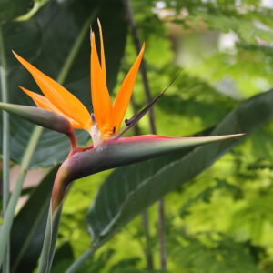 Discovering the Bird of Paradise Plant