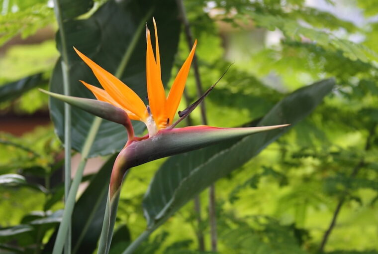 Discovering the Bird of Paradise Plant