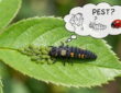 Don’t Brush Off That “Ugly” Bug – It May Be a Young Ladybird