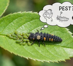 Don’t Brush Off That “Ugly” Bug – It May Be a Young Ladybird