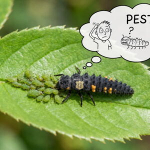 Don’t Brush Off That “Ugly” Bug – It May Be a Young Ladybird