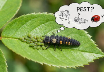 Don’t Brush Off That “Ugly” Bug – It May Be a Young Ladybird