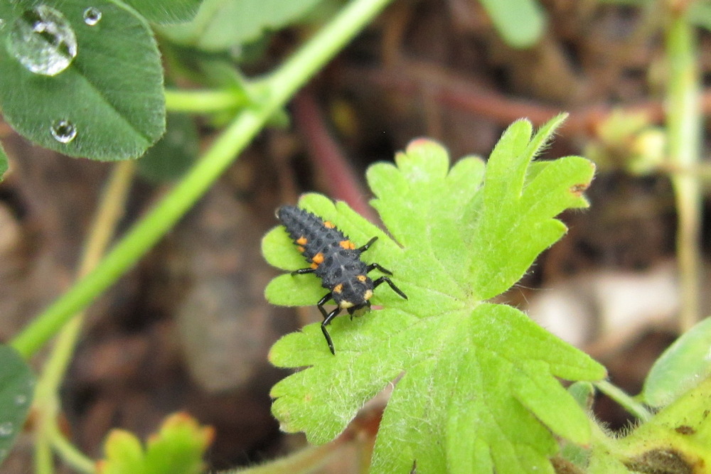 Don’t Brush Off That “Ugly” Bug – It May Be a Young Ladybird