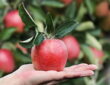 Apple Season: Harvest Tips, Storage Secrets, and Tasty Recipes