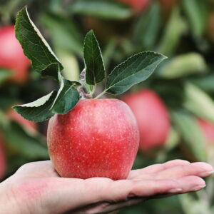 Apple Season: Harvest Tips, Storage Secrets, and Tasty Recipes