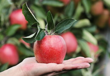 Apple Season: Harvest Tips, Storage Secrets, and Tasty Recipes