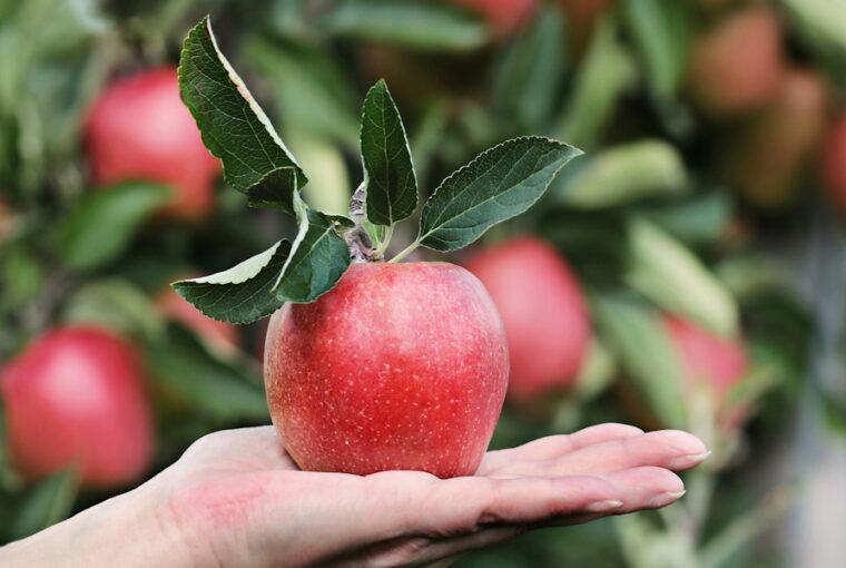 Apple Season: Harvest Tips, Storage Secrets, and Tasty Recipes