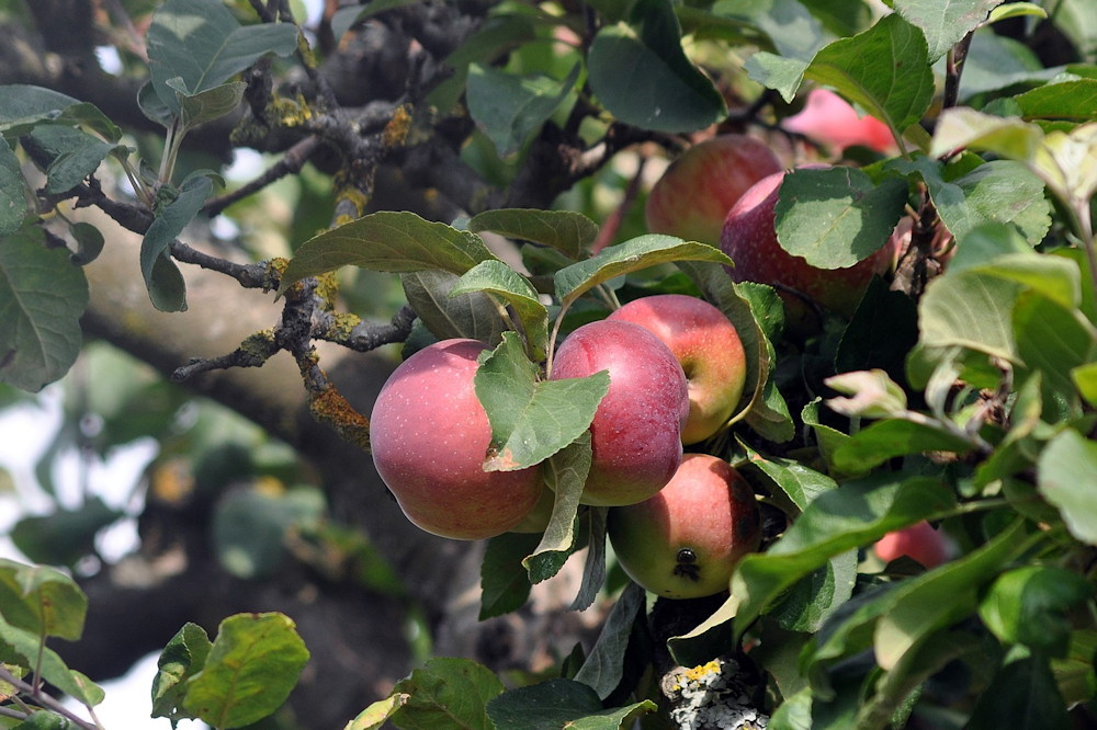 The Ultimate Guide to Apple Season