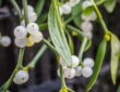 Mistletoe: The Enchanting Story of a Christmas Tradition
