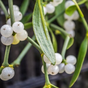 Mistletoe: The Enchanting Story of a Christmas Tradition