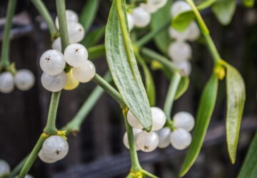 Mistletoe: The Enchanting Story of a Christmas Tradition