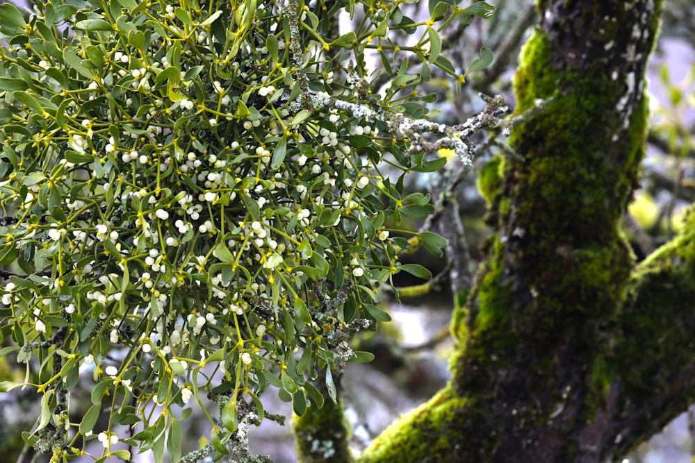 Under the Mistletoe Magic