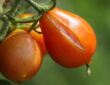 Tomato Cracking: Causes, Prevention, and Edibility