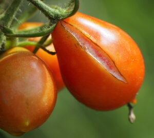 Tomato Cracking: Causes, Prevention, and Edibility