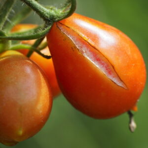 Tomato Cracking: Causes, Prevention, and Edibility