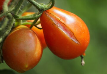 Tomato Cracking: Causes, Prevention, and Edibility