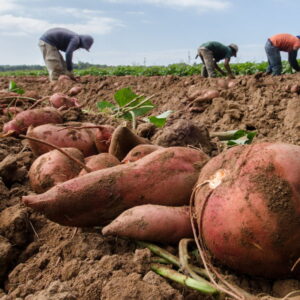 USDA Zones: What They Mean