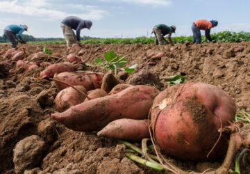 USDA Zones: What They Mean