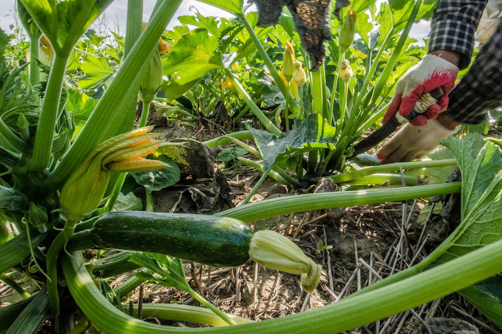 Understanding USDA Zones