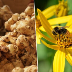 Sunchoke: A Culinary Gem with Health in Every Bite