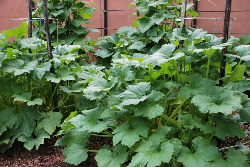 Avoid These 13 Common Mistakes in Your Vegetable Garden