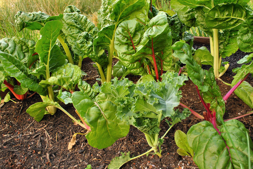 Avoid These 13 Common Mistakes in Your Vegetable Garden