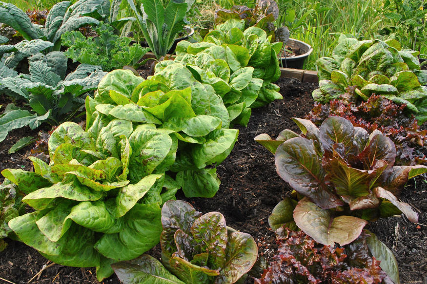Avoid These 13 Common Mistakes in Your Vegetable Garden