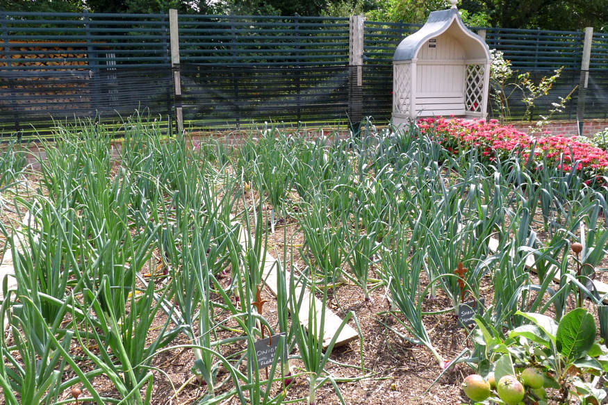 Avoid These 13 Common Mistakes in Your Vegetable Garden