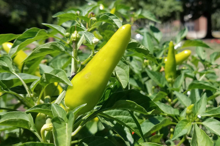Avoid These 13 Common Mistakes in Your Vegetable Garden