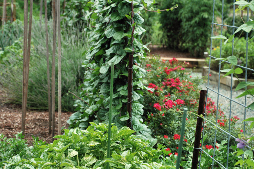 Avoid These 13 Common Mistakes in Your Vegetable Garden