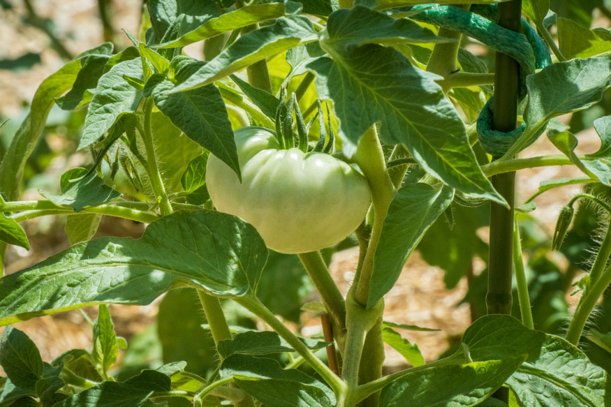 Avoid These 13 Common Mistakes in Your Vegetable Garden