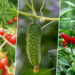 Vegetables to Plant as Seedlings in May