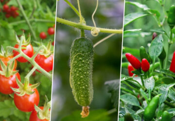 Vegetables to Plant as Seedlings in May