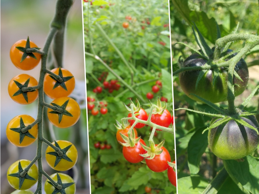 May Magic in the Garden