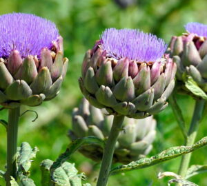 The Versatile Globe Artichoke