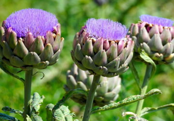 The Versatile Globe Artichoke