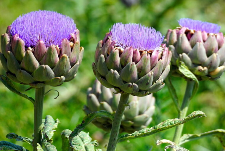 The Versatile Globe Artichoke