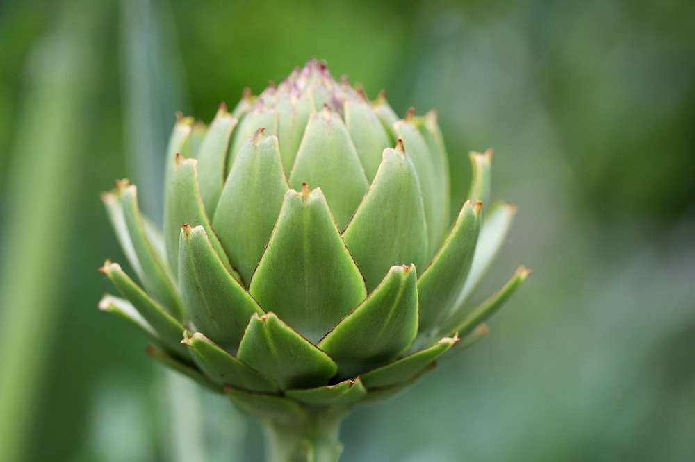 The Versatile Globe Artichoke: A Garden Gem as a Vegetable, Medicinal ...