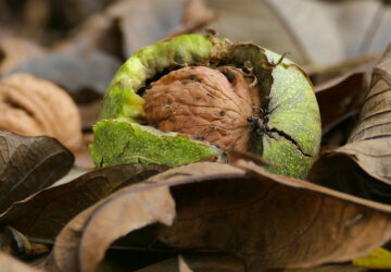 A Guide to Harvesting and Preserving Walnuts