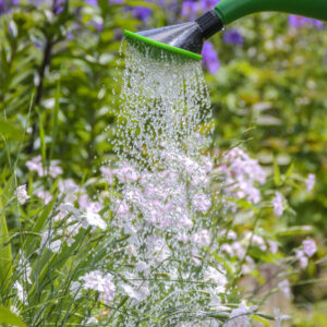 Growing a Lush Garden: Best Practices for Watering