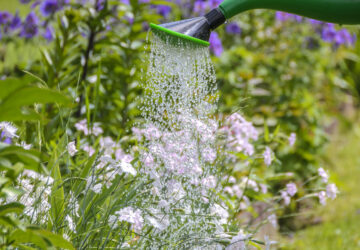Growing a Lush Garden: Best Practices for Watering