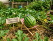 Give Your Watermelons a July Boost