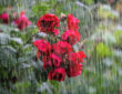 Essential Tips for Gardeners in Preparing for Heavy Rain and Flash Floods