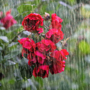 Essential Tips for Gardeners in Preparing for Heavy Rain and Flash Floods