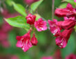 The Enchanting Allure of Weigela Bushes