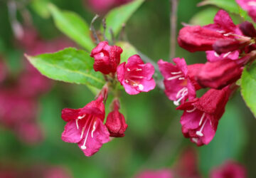The Enchanting Allure of Weigela Bushes